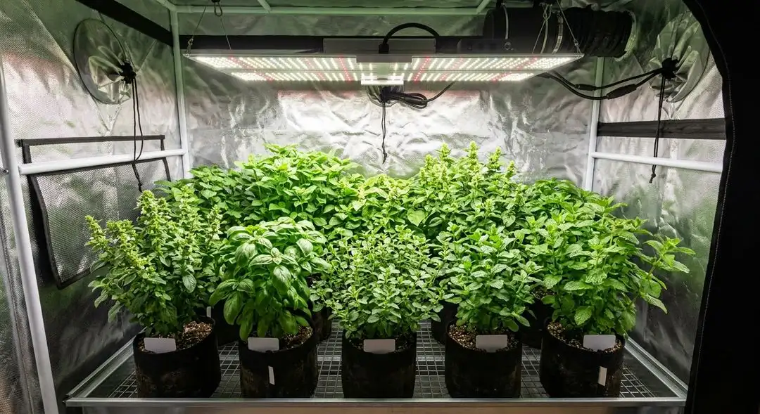 Candyland Peyote cannabis plant in flower showing medium structure with resin-covered sativa buds and purple genetic expression