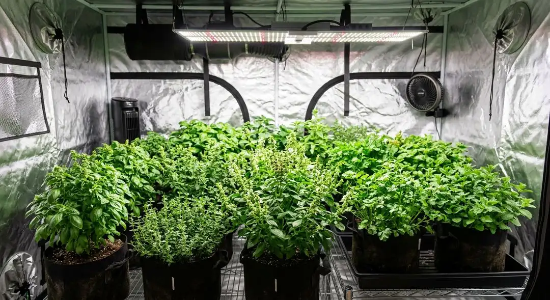 Cherry Pie feminized cannabis plants in mid-flower showing dense, resin-covered buds with purple and green coloring