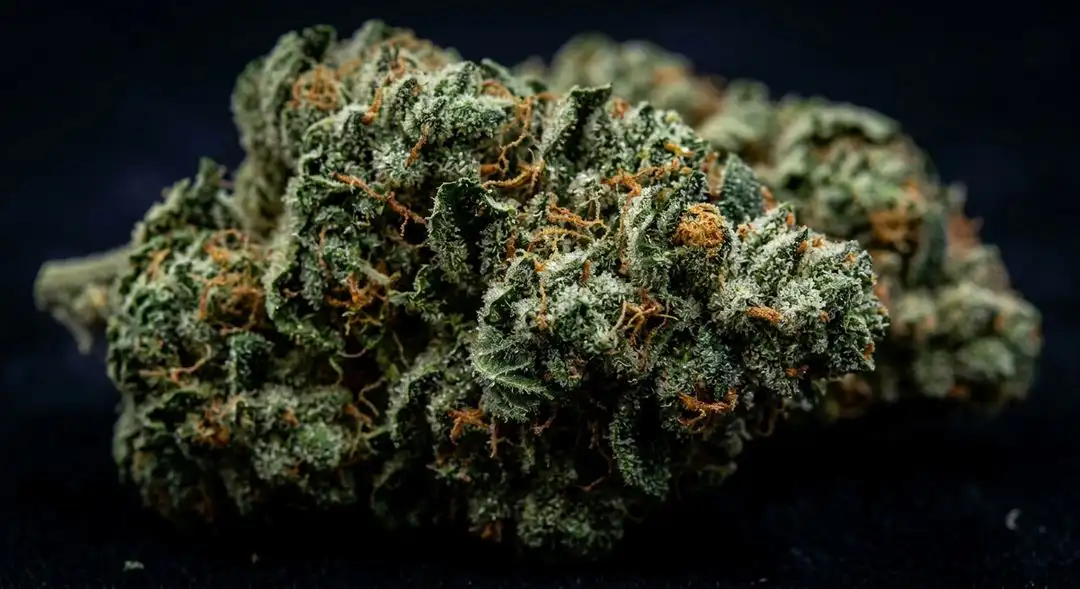 Chocolate Fondue cannabis buds showing dense sativa structure with resin-coated calyxes and amber pistils, close-up detail