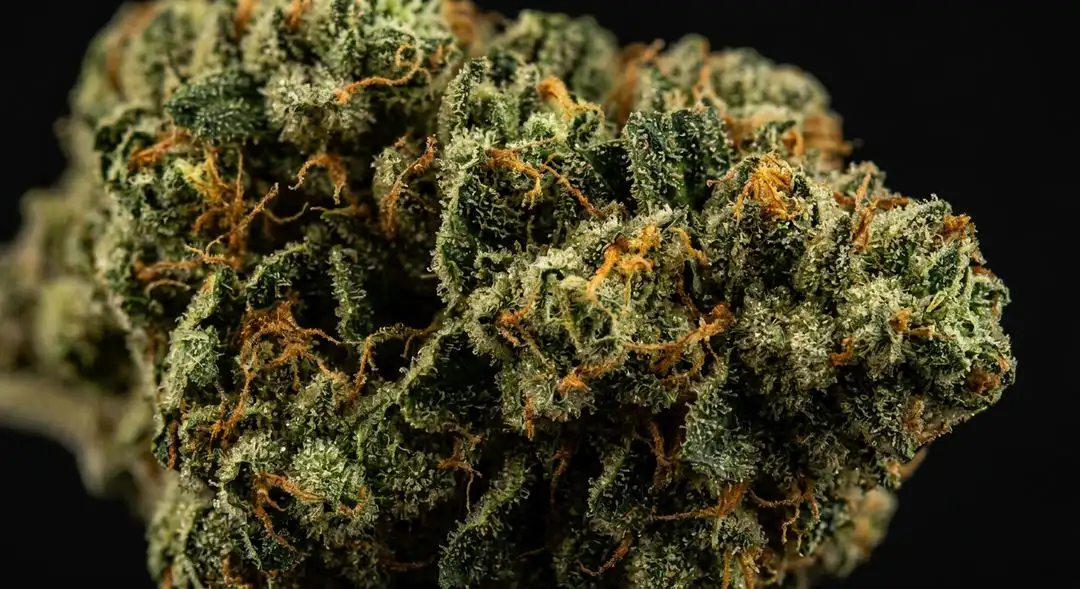 Dense Chronic feminized cannabis buds covered in trichomes showing sweet citrus and earthy color tones at harvest