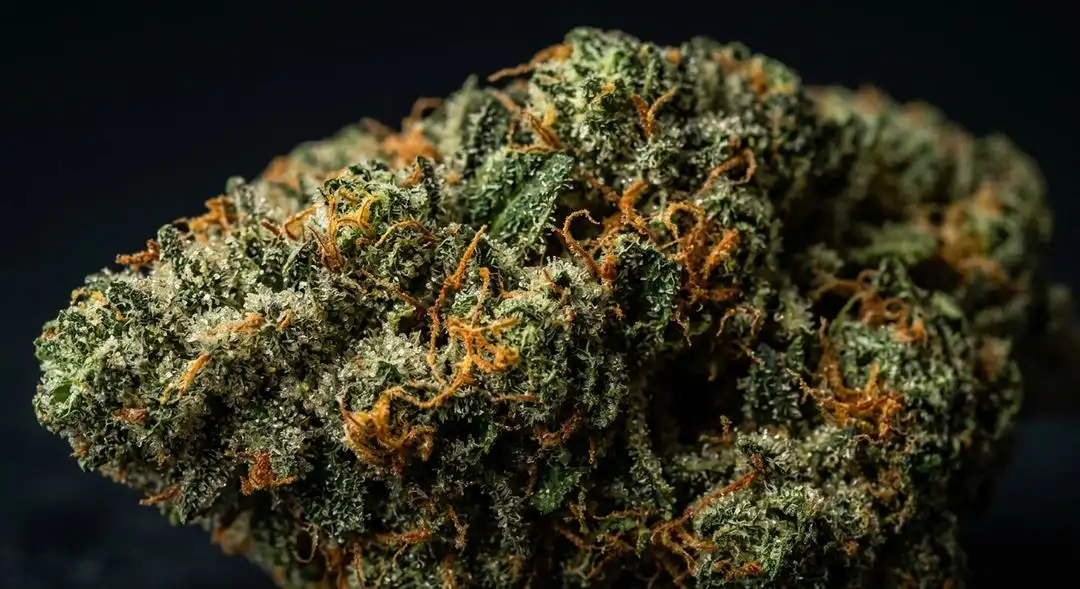 Citral feminized cannabis buds showing dense indica structure with bright orange pistils and citrus-scented resin coating