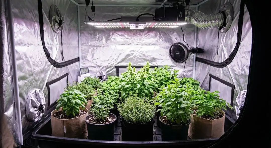 Critical Kush feminized cannabis plants in late flowering stage showing dense indica bud structure