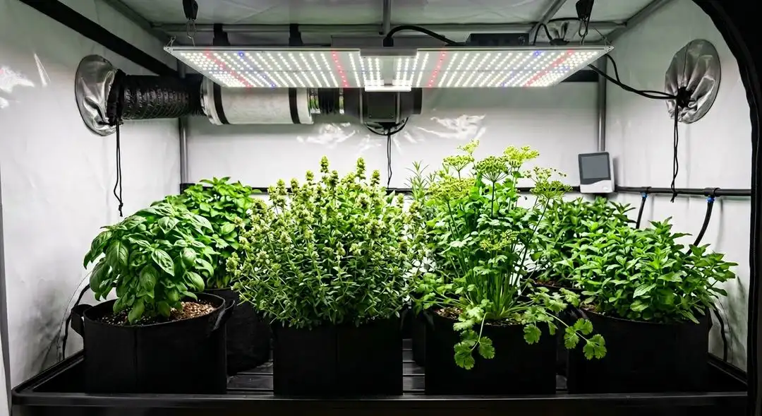 Critical Mass feminized cannabis plants in mid-flower showing dense indica bud structure under LED grow lights