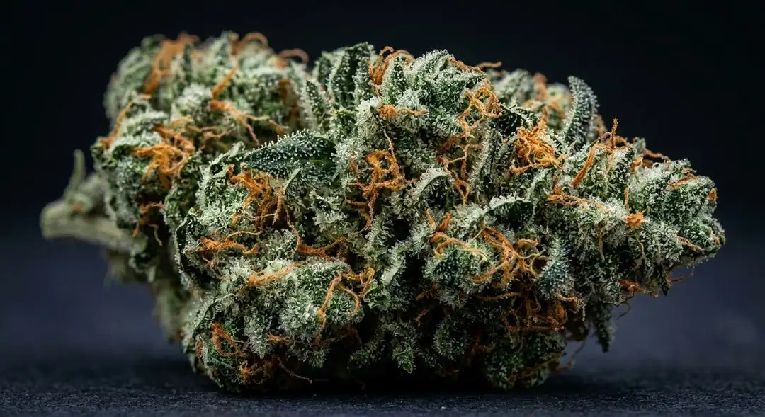 Close-up of Do Si Dos feminized cannabis buds showing dense resinous trichome coverage and deep purple hues