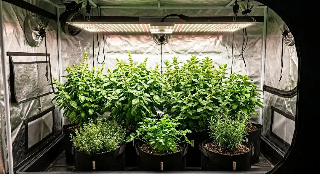 Durban Poison feminized plants in mid-flower showing dense sativa bud structure and resin coverage