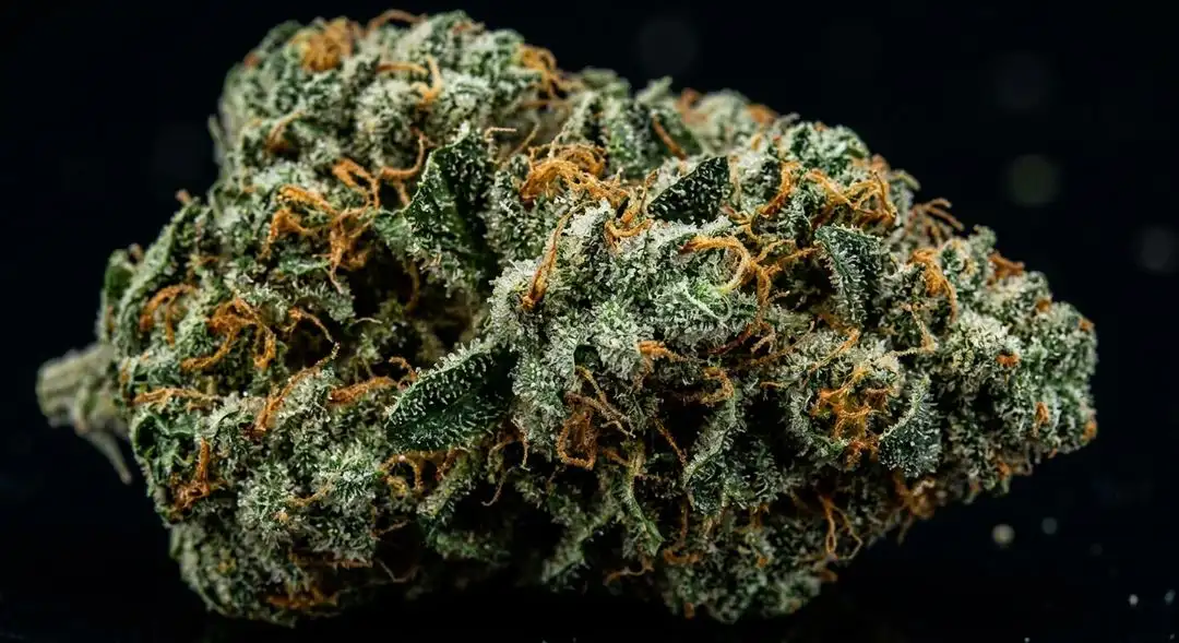 Dense, resin-coated Early Misty feminized cannabis buds showing earthy green tones with amber pistils at peak ripeness