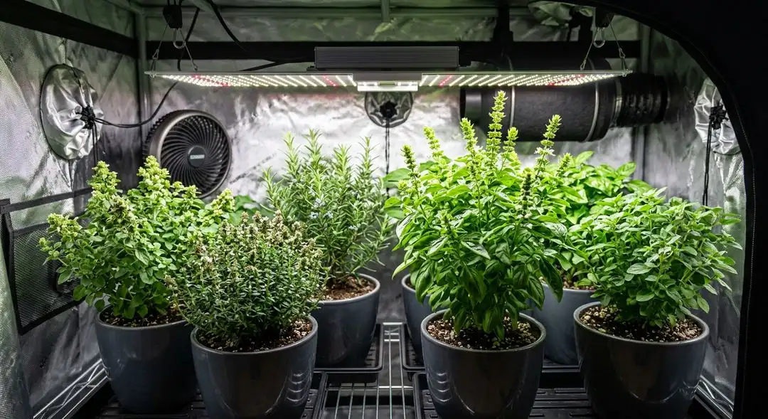 Early Misty feminized cannabis plant growing outdoors with medium-sized structure, dense indica bud sites, and lush green foliage