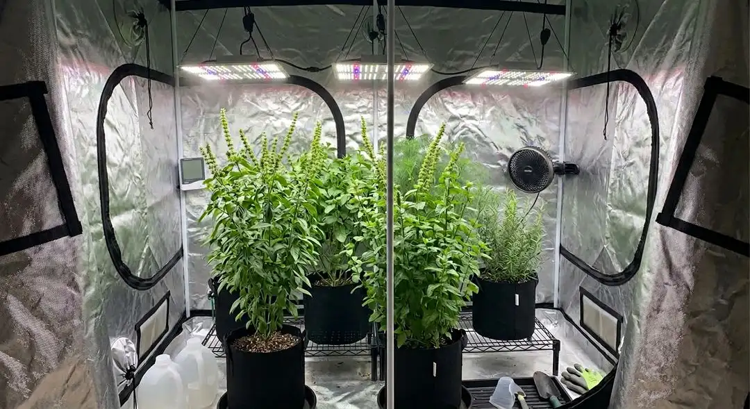 Easy Bud Autoflower plant mid-flower in an indoor grow tent showing compact medium-sized structure with resinous bud sites