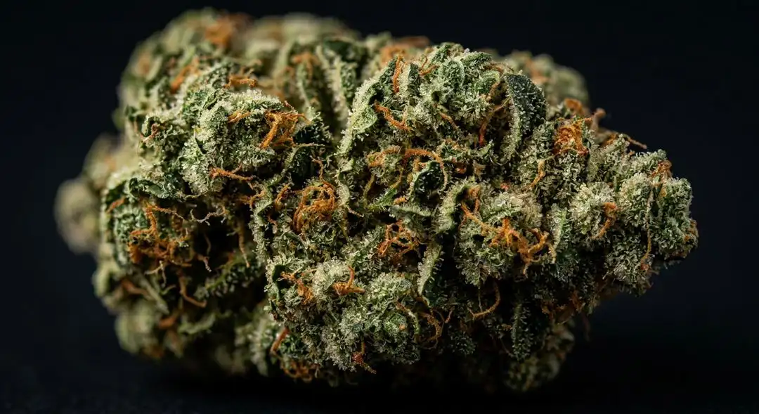 Dense, resin-coated Edelweiss indica buds showing earthy green hues with a thick coat of trichomes