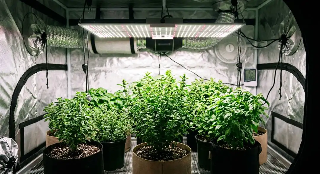 Four Way Feminized cannabis plants in mid-flower showing dense indica bud structure and resin-coated calyxes