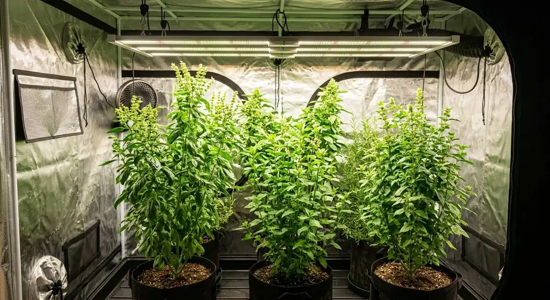 Gelato feminized cannabis plant mid-flower showing dense bud sites and healthy green foliage under grow lights