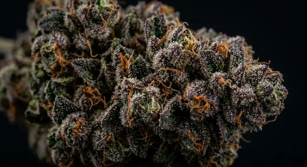 Goji OG feminized cannabis buds showing dense resinous calyxes with purple hues and orange pistils at peak ripeness