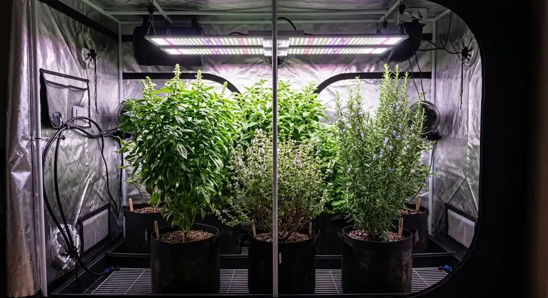 Gorilla Glue 4 autoflower plant in mid-flower stage showing dense bud sites and heavy trichome coverage under grow lights