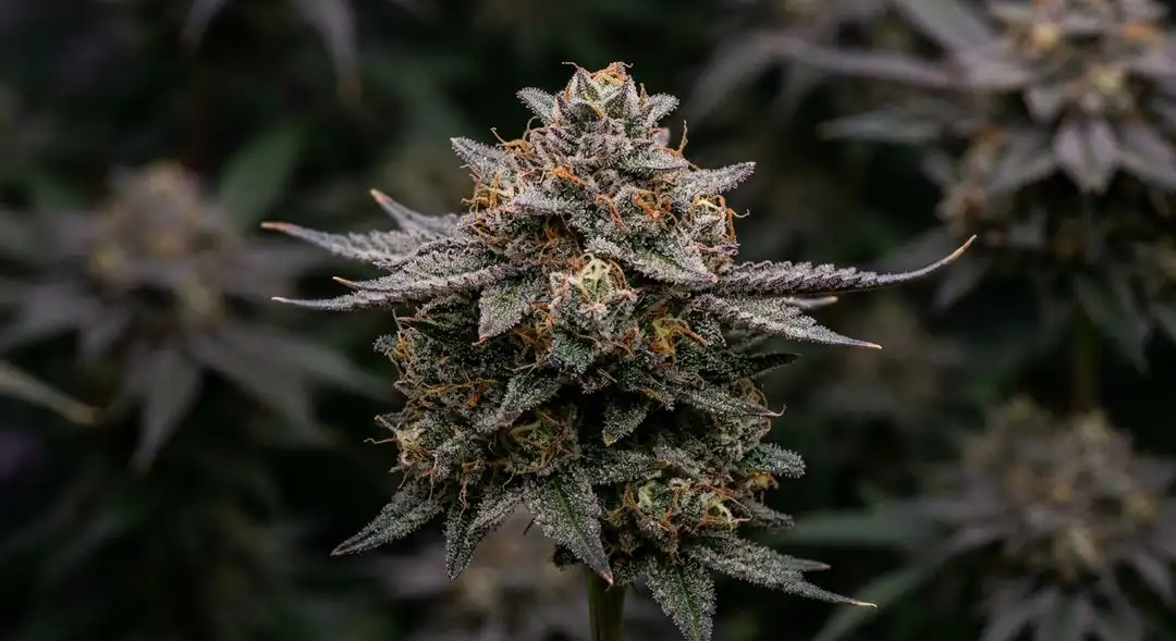 Gorilla Glue feminized cannabis buds with dense trichome coverage