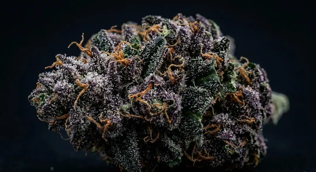 Dense purple-tinged Grandaddy X Bruce Banner buds coated in thick white trichomes with visible orange pistils