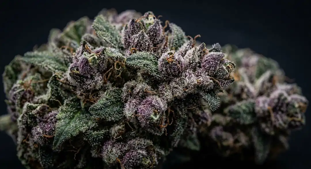 Granddaddy Purple feminized cannabis buds with deep purple hues and frosty trichomes