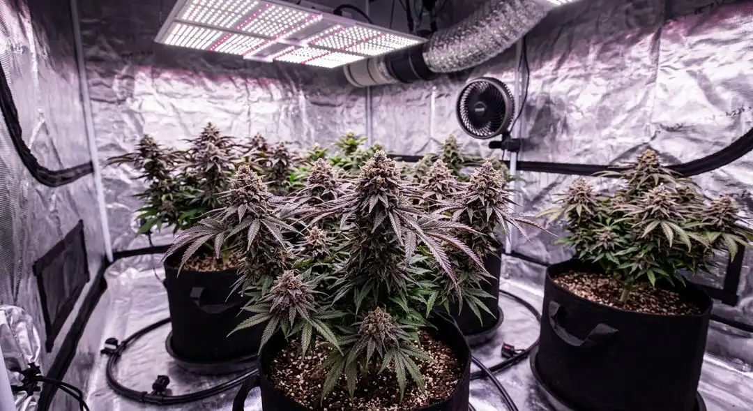 Granddaddy Purple cannabis plants showing purple leaves under grow lights