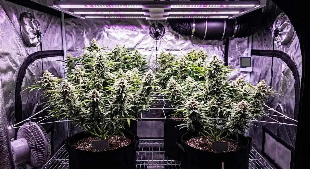 Great White Shark cannabis plants in mid-flower showing dense bud sites and compact indica structure under grow lights