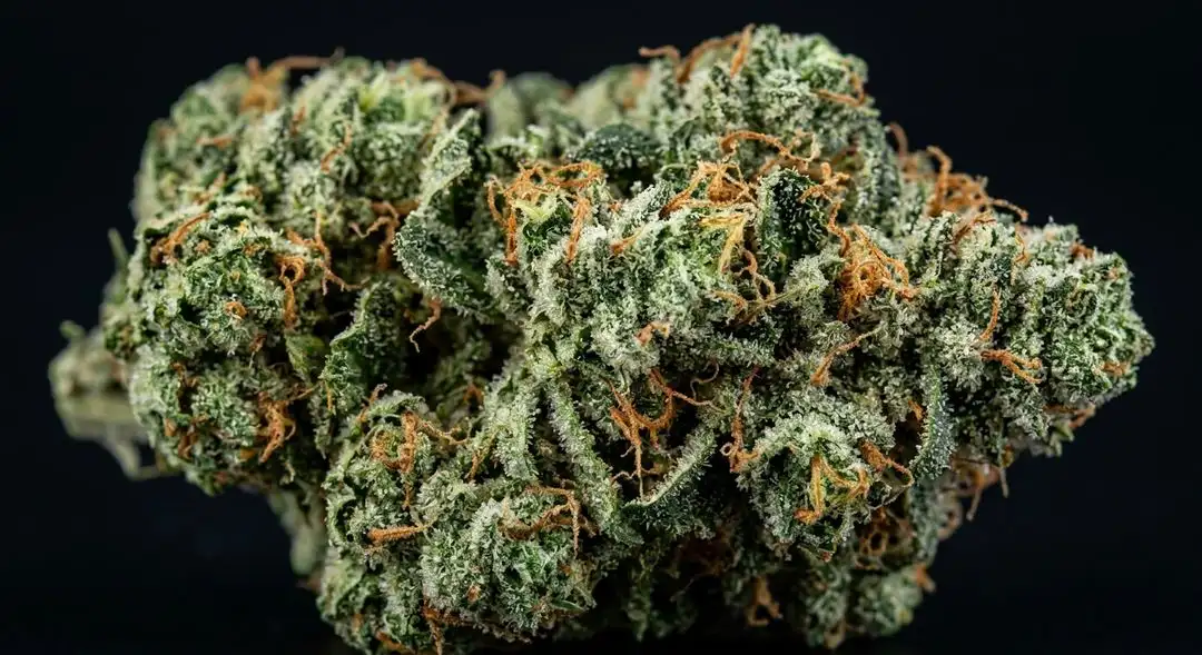 Green Crack Autoflower buds showing dense lime-green calyxes with orange pistils and heavy trichome coverage