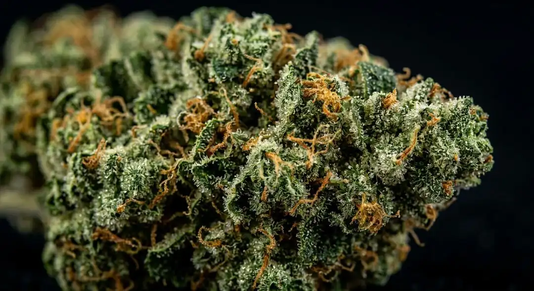Close-up of Haze feminized cannabis buds showing dense, resinous sativa structure with golden pistils and frosty trichomes