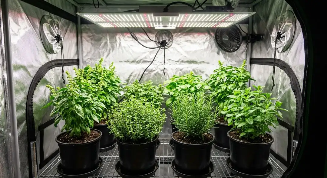 Haze feminized cannabis plants growing under indoor lights showing tall sativa structure with long internodal spacing during flowering