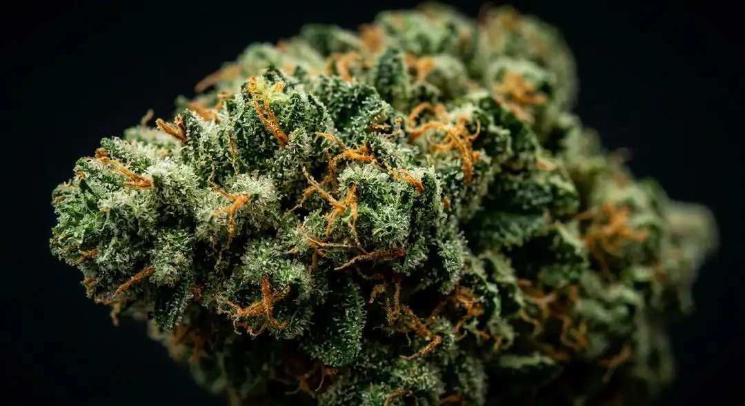 Holy Grail Kush feminized buds showing dense resinous structure with amber trichomes and deep green calyxes