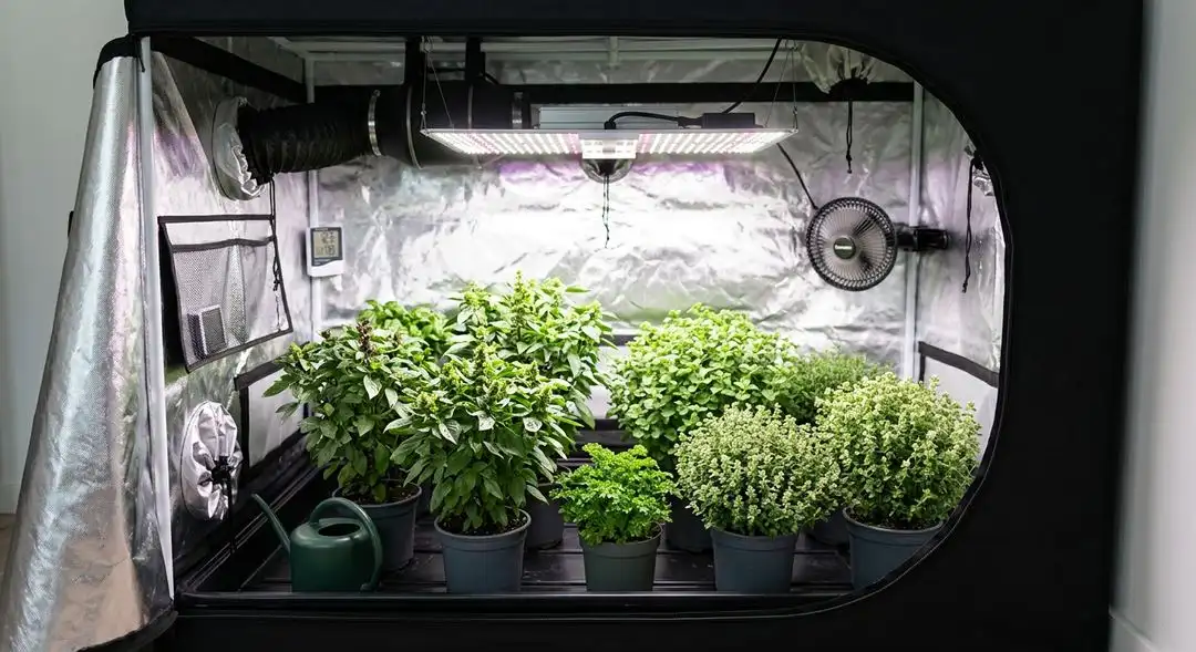 Holy Grail Kush feminized plant mid-flowering showing dense bud sites, broad indica leaves, and heavy resin production