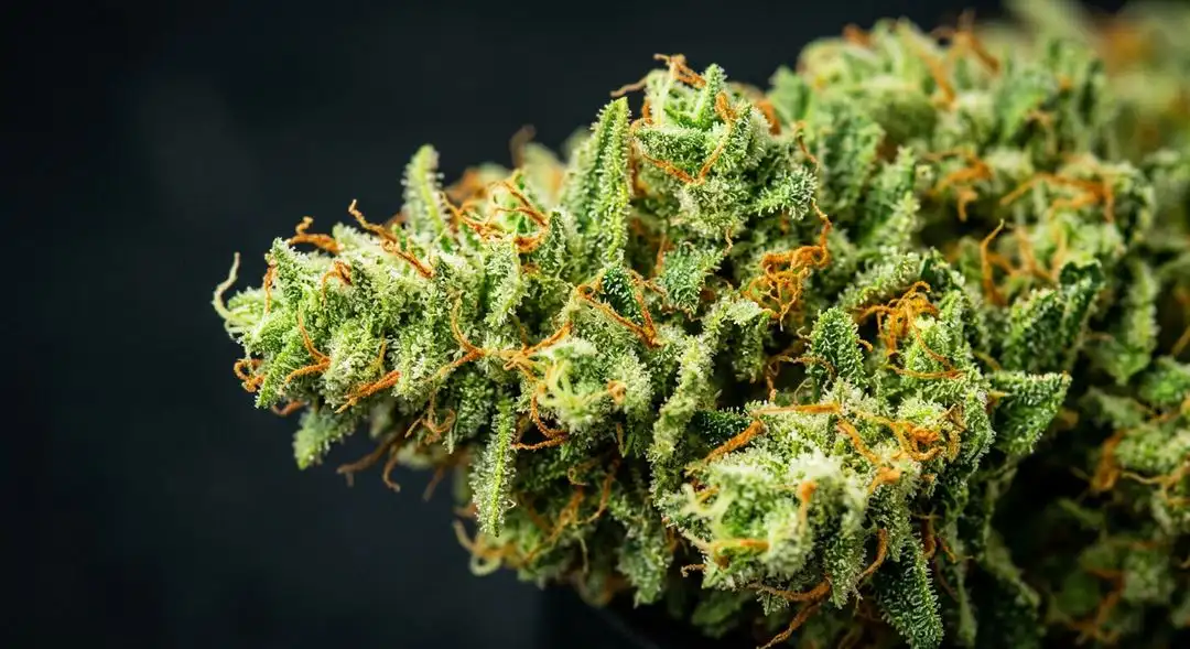 Dense Jack Herer autoflower buds covered in trichomes with orange pistils and a sweet earthy aroma