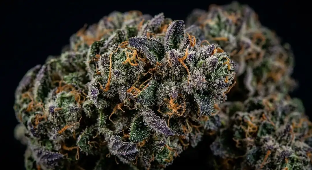 Close-up of Jillybean cannabis buds showing dense, resin-dusted orange and green calyxes with visible trichomes