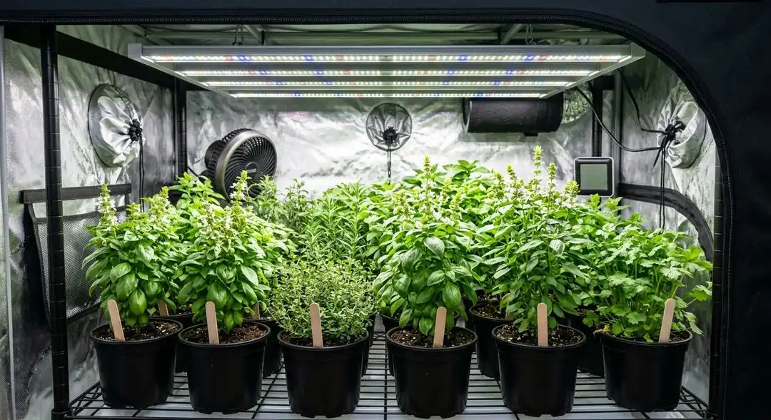 Jock Horror Autoflower plant in mid-flower showing dense sativa-structure buds with resinous trichomes and pine-green coloration