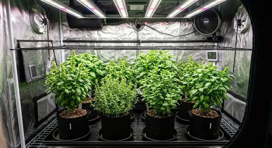 Kali Mist feminized cannabis plants in late flowering stage showing tall sativa structure and elongated bud sites