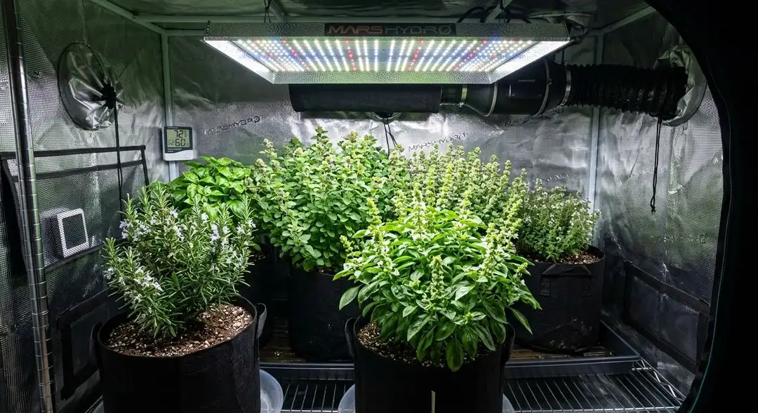 KO Kush feminized cannabis plant in late flowering stage showing dense, resinous indica buds with orange pistils