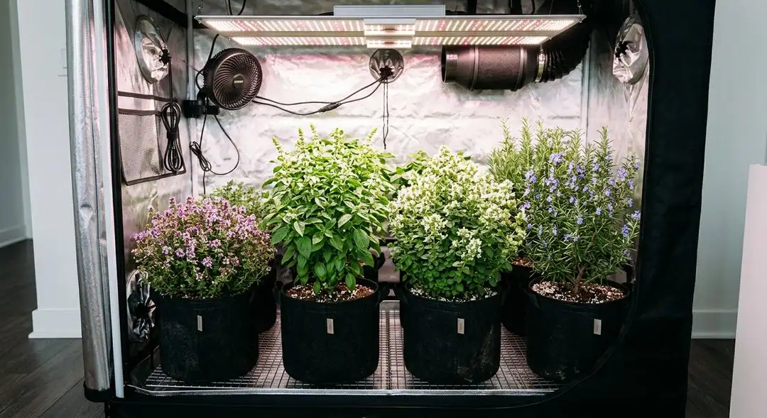 Kosher Kush plants in mid-flower showing dense lateral branching and resin development under LED grow lights