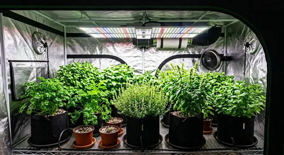 Kosher Tangie cannabis plant in mid-flower showing dense lateral branching and developing citrus-scented buds under grow lights