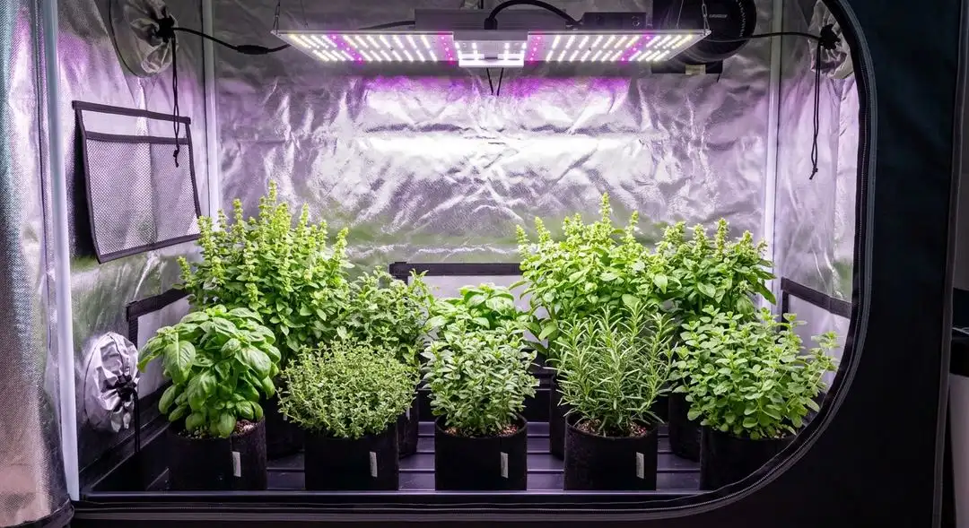 Larry OG feminized cannabis plant mid-flower showing dense OG-style buds with resinous trichome coverage