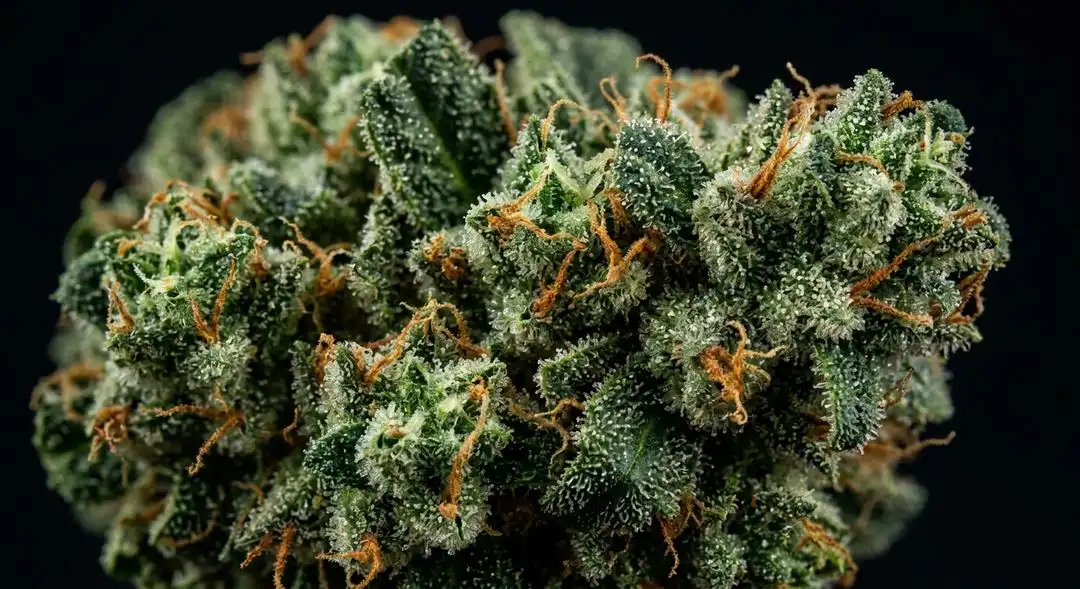 Dense Lavender Kush cannabis buds showing purple hues and heavy trichome coverage at peak ripeness