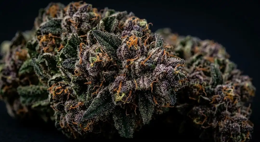 Dense Legend OG cannabis buds showing deep green calyxes with orange pistils and heavy trichome coverage