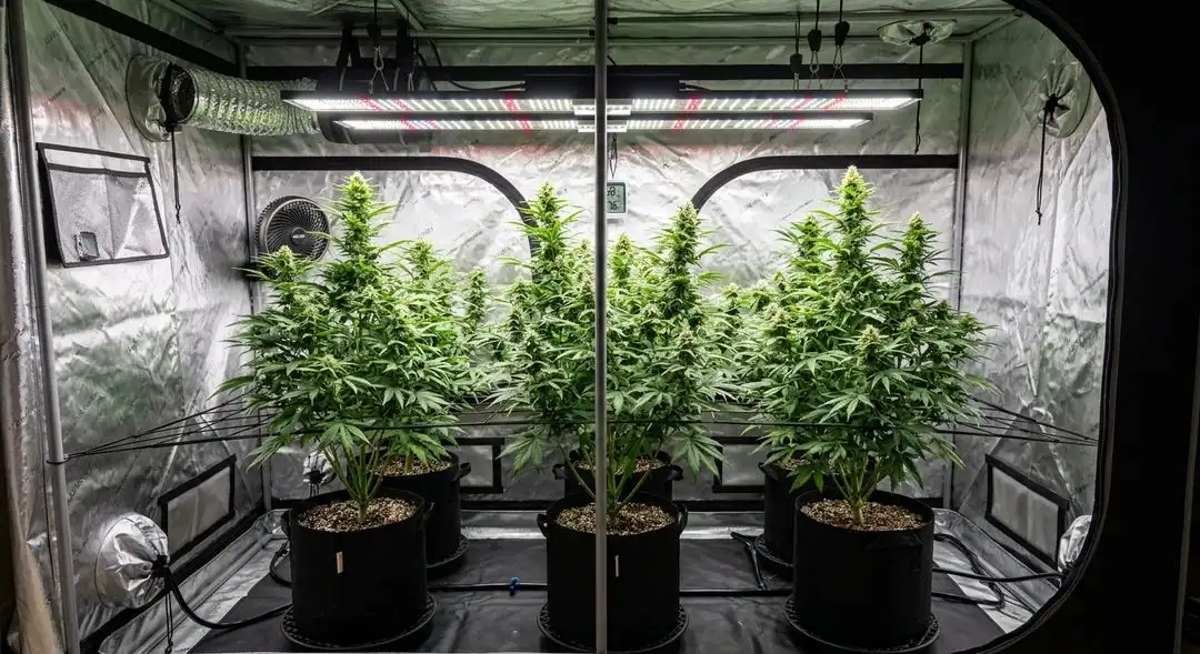 Lemon Kush feminized cannabis plants in mid-flower showing medium structure with dense lateral branching and bright green foliage