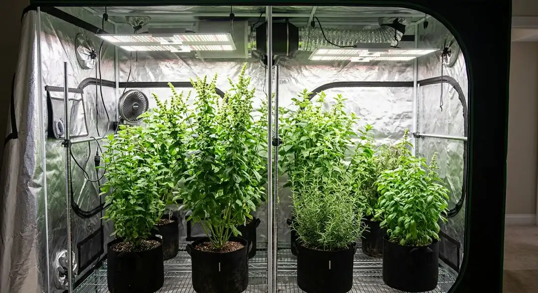 Lowryder autoflower plants in mid-flower stage showing compact medium-sized structure with dense resinous buds