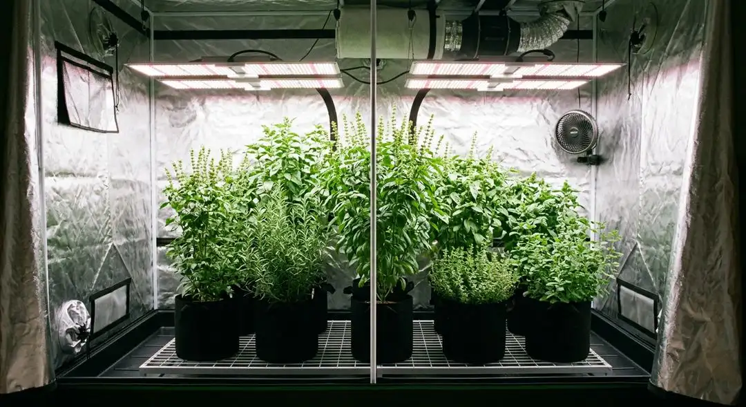Lowryder feminized cannabis plants mid-flower showing dense bud sites and medium plant structure under grow lights