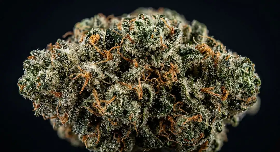 Dense LSD cannabis buds showing deep green and purple hues with heavy trichome coverage and orange pistils