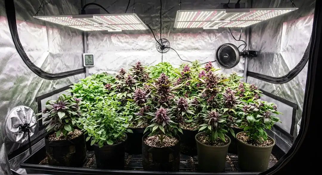 Malawi Gold autoflower plants mid-flowering showing tall sativa structure with elongated colas and bright green foliage under grow lights