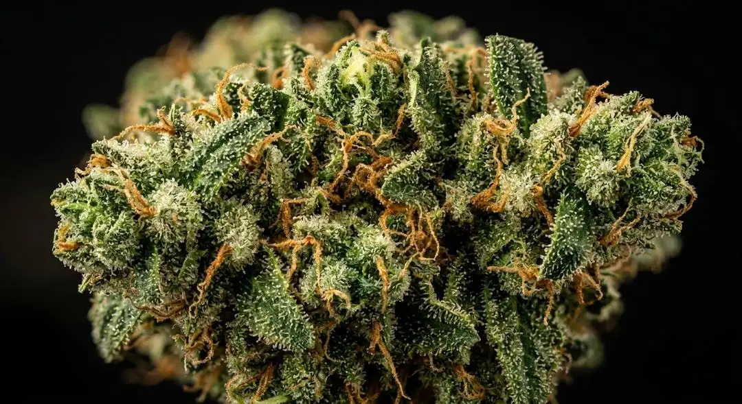 Dense Monster OG Kush x SFV OG feminized cannabis buds coated in amber trichomes with purple hues and orange pistils