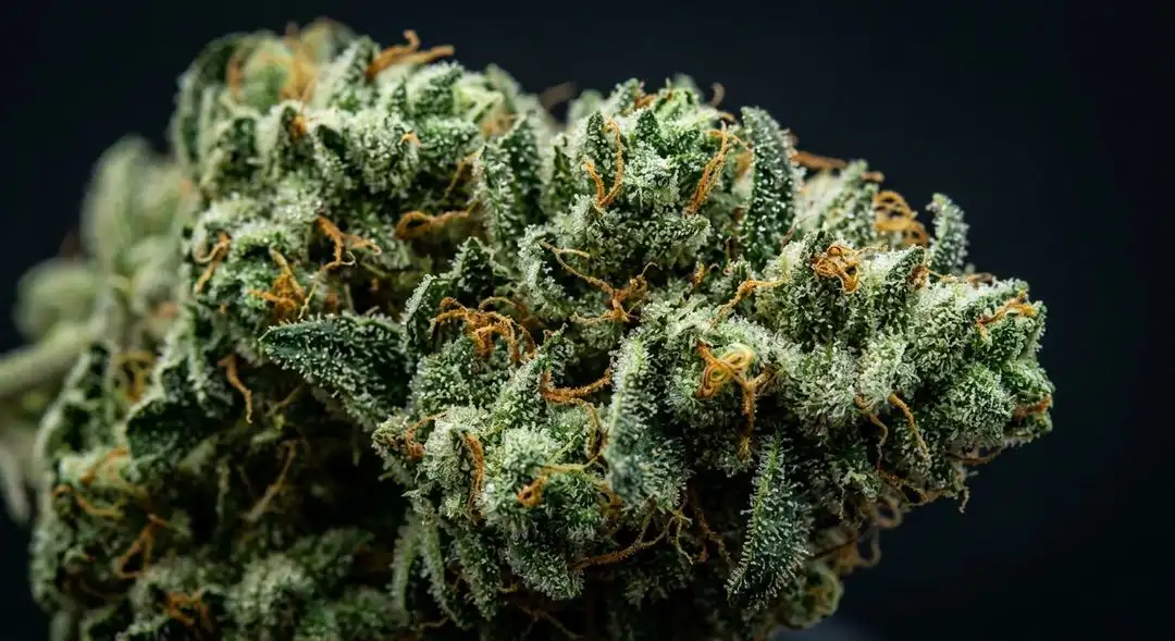 New York Power Diesel feminized cannabis buds showing dense sativa structure with citrus and pine trichome coverage