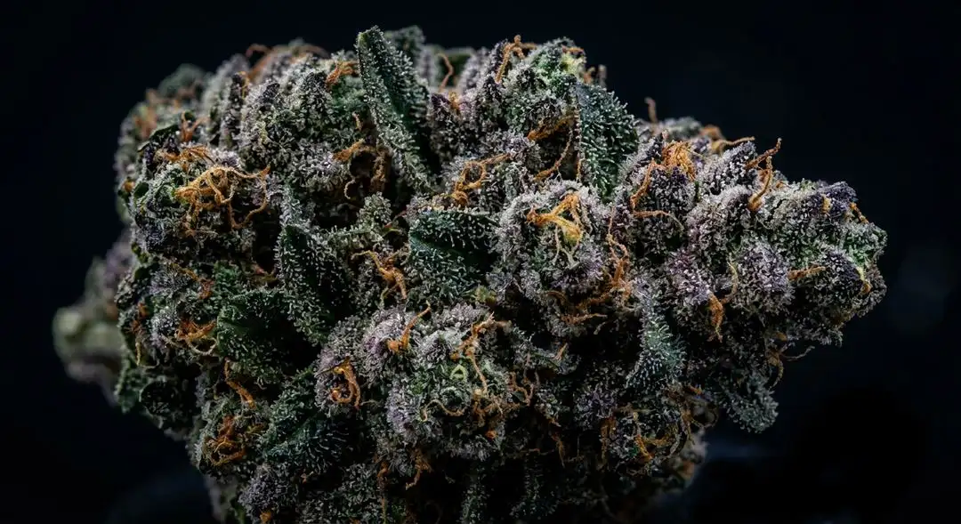 Dense, frost-coated Northern Lights autoflower buds with deep green calyxes and amber pistils at peak ripeness