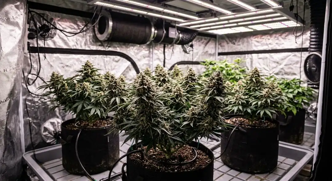 Northern Lights autoflower plant in mid-flower stage showing dense bud sites, dark green foliage, and resin development