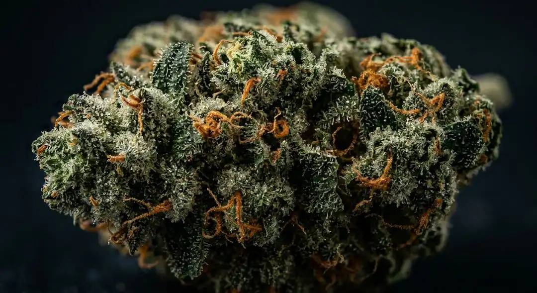 Northern Lights x Amnesia Haze feminized cannabis buds showing dense frosty structure with amber pistils and citrus aroma