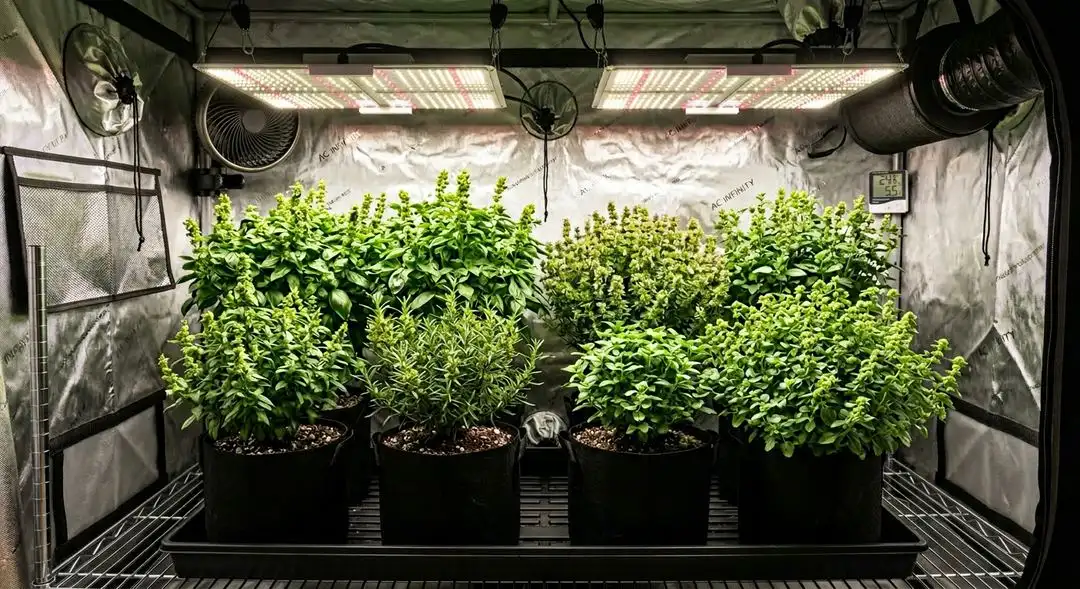 Northern Lights XTRM feminized cannabis plants in mid-flower showing dense bud sites and healthy indica structure