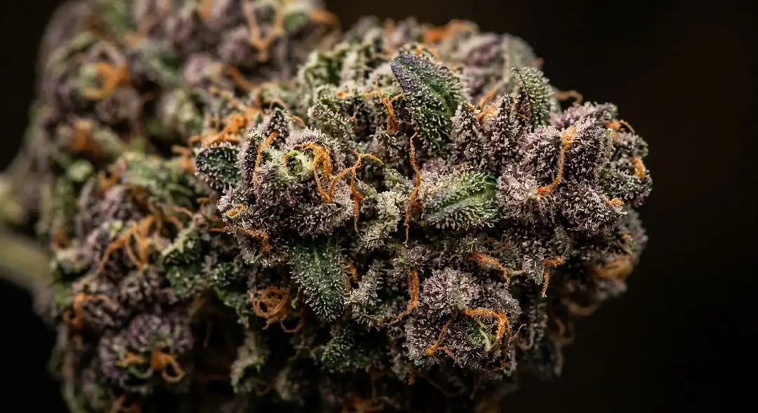 Northstar feminized cannabis buds with frosty trichomes showing citrus-hued pistils and dense sativa structure