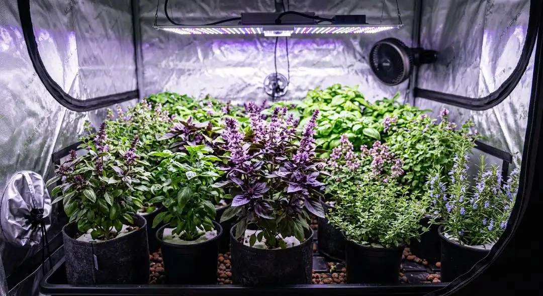 Northstar feminized cannabis plants in late vegetative stage showing vigorous sativa stretch and healthy green canopy